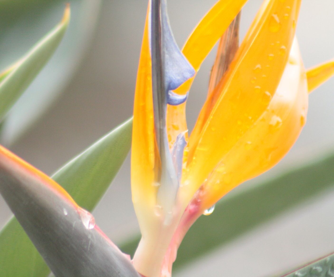 Detail einer orangefarbenen Strelitzienblüte